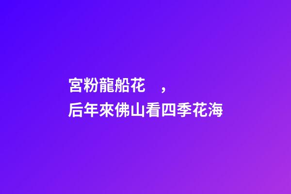 宮粉龍船花，后年來佛山看四季花海